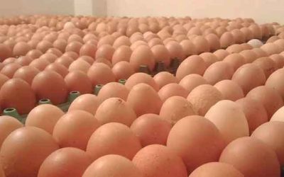 ডিমের বাজারে স্বস্তির হাওয়া, বেড়েছে বিক্রি