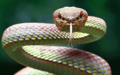 বিশ্বের সবচেয়ে বিষধর ৬ সাপ চিনে রাখুন