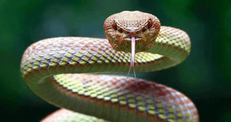 বিশ্বের সবচেয়ে বিষধর ৬ সাপ চিনে রাখুন