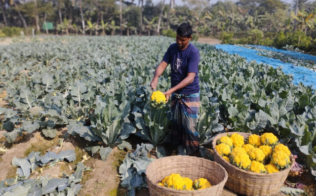 রঙিন ফুলকপি চাষে ডুমুরিয়া কৃষক হানিফের মুখে হাসি